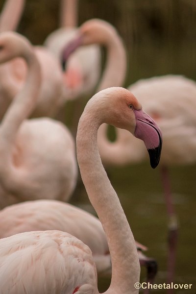 _DSC0134.JPG - Flamingo